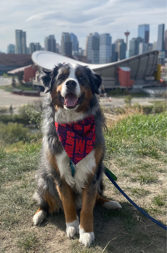 Wild FC Supporter Bandana